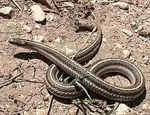 Lined snake (Tropidoclonion lineatum)