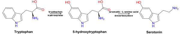 Metabolic pathway from tryptophan to serotonin.