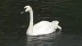 The trumpeter swans were the first gifts that founded the zoo and still present at the zoo.