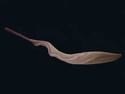 Trypanosoma brucei (Euglenozoa: Kinetoplastida)