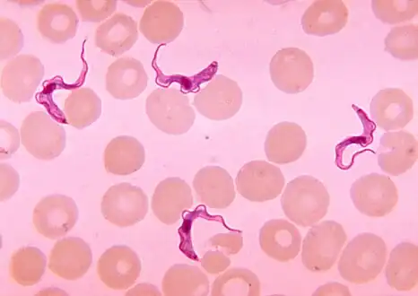 Trypanosoma sp.