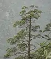 Himalayan hemlock