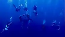 Whale shark with divers