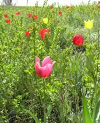 In a protected area of the Luhansk Oblast, Ukraine.