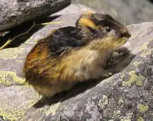 Norway lemming (Lemmus lemmus)