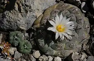 Turbinicarpus schmiedickeanus subsp. jauernigii