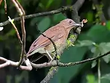 A small brown bird with a greenish-looking underside on some branches.