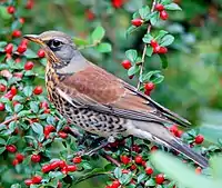 Berries form an important part of the winter diet