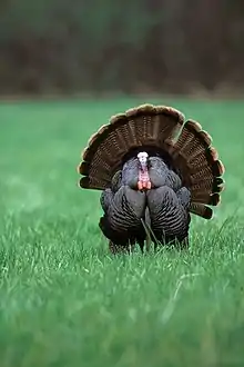 A male (tom) wild turkey (Meleagris gallopavo) strutting (spreading its feathers) in a field