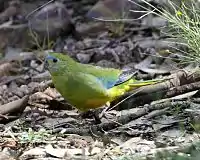 parrot on the ground