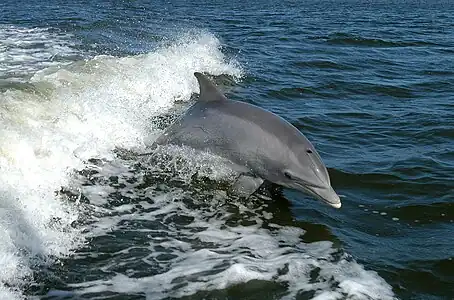 Common bottlenose dolphin