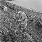 Laborers preparing a brushwood fascine; in the background obstacles for landingcraft as part of the Atlantic Wall.