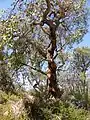 A twisted Marri tree (Corymbia calophylla)