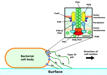 Summary of twitching motility action and structure of type IV pilus machinery