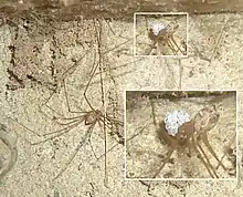 Two Crossopriza lyoni. The bottom one is male. The female is clutching her egg bundle (magnified).