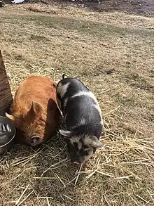 Kunekune