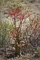 Inflorescences are burn in late spring to mid-summer just as the plant sheds its leaves. Between De Doorns and Worcester.