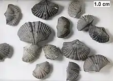 The rhynchonelliform brachiopod Tylothyris