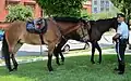 An officer from the U.S. Park Police Horse Mounted Unit