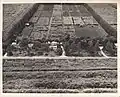 U.S. Sugar Plant Field Station (USDA Sugarcane Field Station), 1940, Canal Point, Florida.