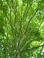 Closed canopy of Great Fontley tree, casting heavy shade