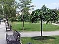 Young Camperdown elms grafted on Siberian elm stock, Saints Cyril and Methodius Park, Belgrade