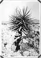 US 20th Infantry Regiment Soldier in Mexico 1916