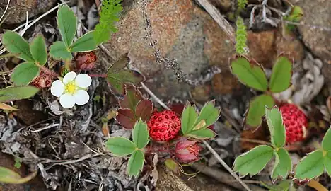 Berries emerging