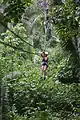 Image 43Zip-lining in the jungles of Belize (from Tourism in Belize)