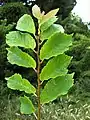 'Amsterdam' leaves