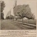 'Umbraculifera' avenue near the Späth nursery, Berlin, 1903