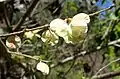 Samarae, Akamas Botanical Garden, Cyprus