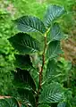 Long-shoot leaves of Cornish elm, Penhalvean, Cornwall