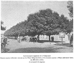 'Androssowii' left, U. Bubyriana [:Ulmus minor 'Umbraculifera'] right, Samarkand (1903)