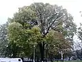 'Vegeta', autumn colours, Charlotte Square, Edinburgh