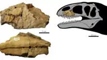 Holotype specimen, showing initial interpretation as a carcharodontosaurian maxilla