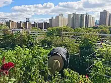 Umbrella House rooftop garden