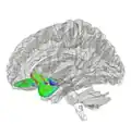 Tractography showing uncinate fasciculus.