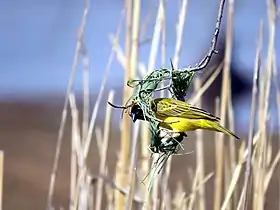 A nest in the early stages of construction