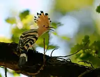 African hoopoe