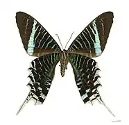 Ventral side