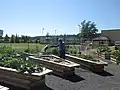 Heritage farmer David Wiesbeck watering raised beds in Parkdale Community Garden