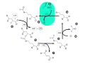 Urea cycle.