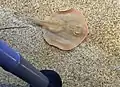 An active round stingray in the Monterey Bay Aquarium.