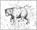 Johannes Hevelius drew Ursa Major as if being viewed from outside the celestial sphere.