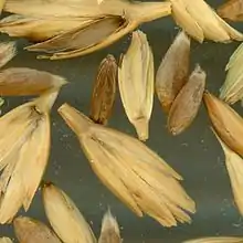 Grains of a cultivated type