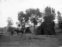 Ute wickiup used in the western regions