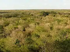 Uxmal is surrounded by a tropical deciduous forest, where trees shed leaves during the dry season