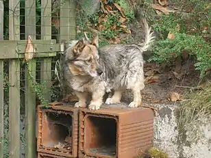 Swedish Vallhund with long tail that is not curly