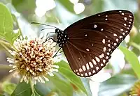 Euploea sylvester coreta In Bangalore, Karnataka, India